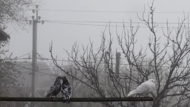 Une Paire Pigeons Embrassant Sur Une Poutre Bois Dans Ville — Video