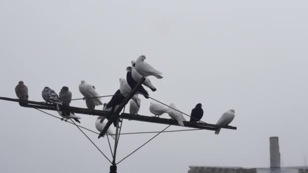 Sonbahar Sisinde Bir Anten Üzerinde Safkan Güvercin Sürüsü — Stok video