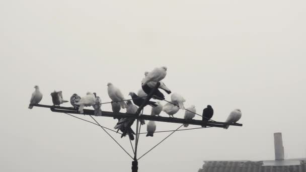 一群纯种的鸽子在天线上靠着天空休息 — 图库视频影像