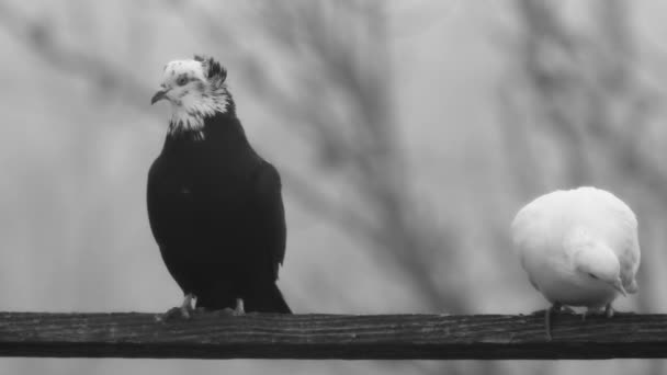 Güzel Bir Çift Siyah Güvercin Beyaz Güvercin Ahşap Bir Kavşakta — Stok video
