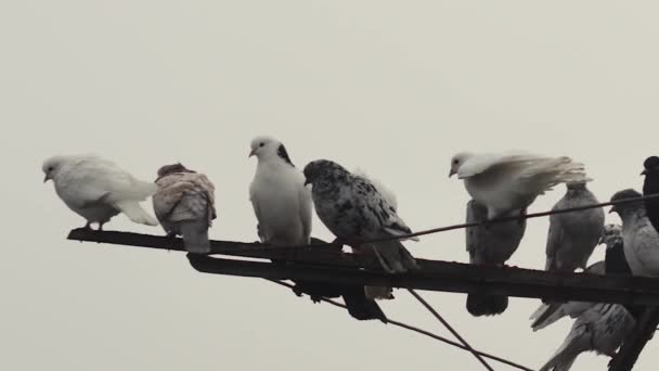 비둘기 마리가 날아가 비둘기 안테나 — 비디오