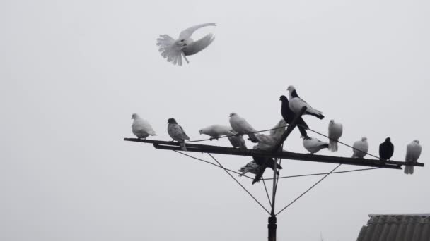 Beyaz Safkan Bir Güvercin Antenden Havalanıyor Havada Takla Atıyor Yanında — Stok video