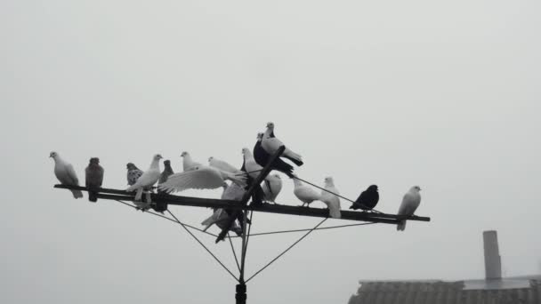 一只白鸽从天线上起飞 在天空中靠近一群在天线上的纯种鸽子时 向后翻转 — 图库视频影像
