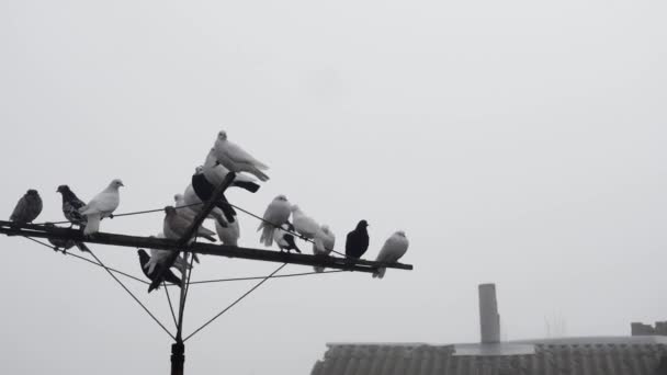 Красивые Голуби Раскачивающейся Антенне Против Неба Рядом Старой Крышей — стоковое видео