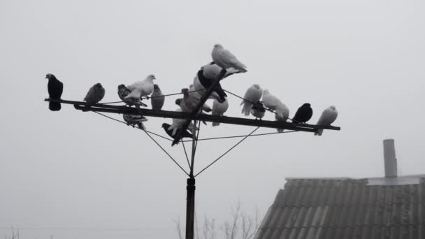 Beaux Pigeons Sur Une Antenne Oscillante Contre Ciel Près Une — Video