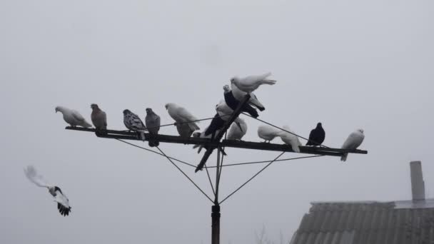 Güvercinler Uçar Sisli Bir Antende Safkan Güvercin Sürüsünün Yanına Oturur — Stok video