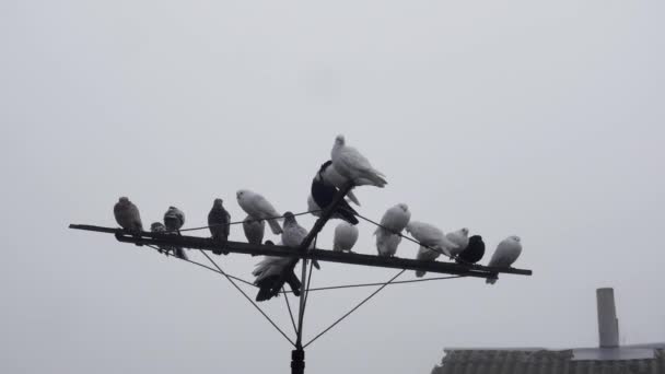 Beaux Pigeons Sur Une Antenne Oscillante Contre Ciel — Video