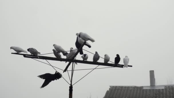 Güvercinler Uçar Eski Çatının Yanındaki Antene Oturur — Stok video