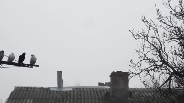Antendeki Güvercinler Bacası Olan Eski Bir Tahta Çatının Yanında — Stok video