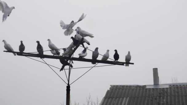 Pombos Voam Sobre Profundidade Antena Lado Antigo Telhado Ardósia Com — Vídeo de Stock