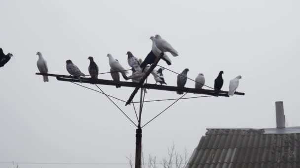 Anteni Olan Güvercinler Bacası Olan Eski Bir Çatının Yanında — Stok video