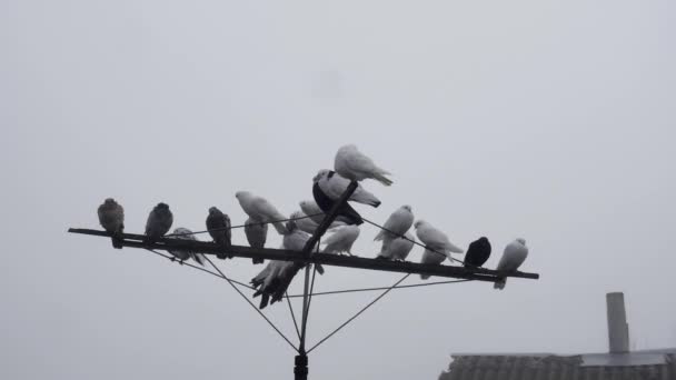 Pombos Multicoloridos Puros Descansam Uma Antena Lado Antigo Telhado Ardósia — Vídeo de Stock