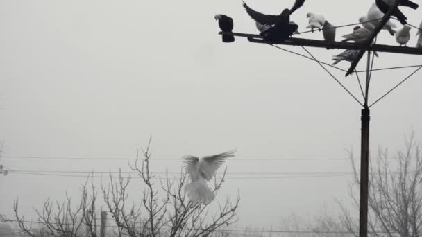 Reinrassige Tauben Fliegen Und Sitzen Mit Anderen Tauben Auf Der — Stockvideo