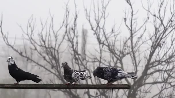 Ağaçların Arka Planına Karşı Tahta Bir Kiriş Üzerinde Güvercin — Stok video