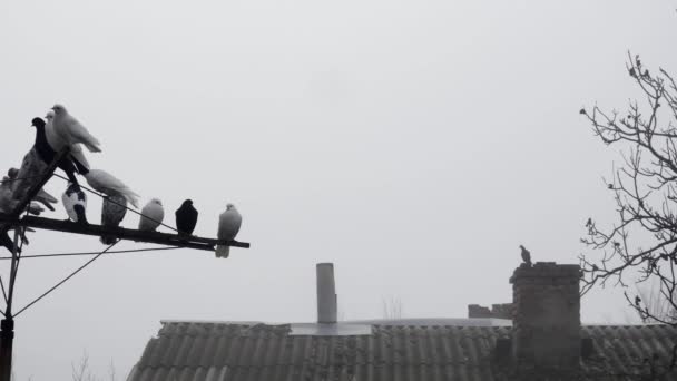 在一个旧石板屋顶旁边的天线上 有一只纯种鸽子 烟囱在雾中 — 图库视频影像