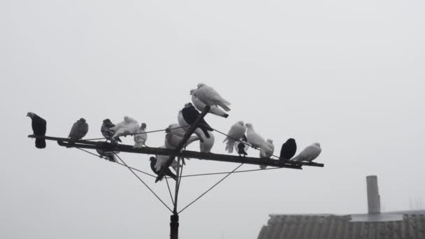 Volbloed Duiven Antenne Tegen Lucht Bij Het Oude Dak — Stockvideo