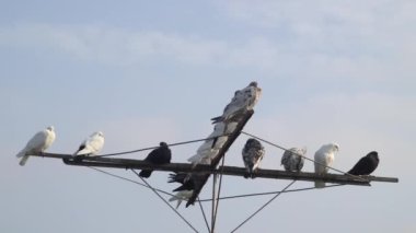 Farklı renklerde güvercinler mavi gökyüzünde dinleniyor..