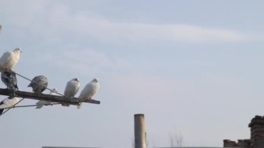 Gökyüzüne karşı bir antende eski bir çatının yanında çok renkli güvercin sürüsü.