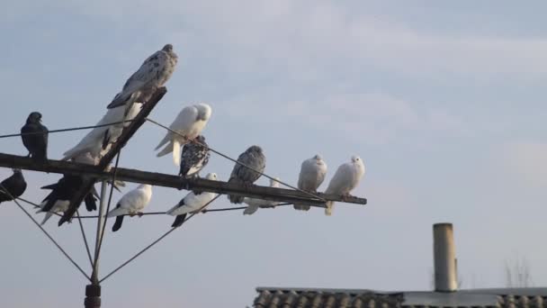 一群美丽的多彩的鸽子靠着在一个有烟囱的屋顶旁边的美丽的天空上 — 图库视频影像