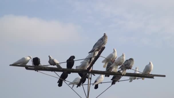 Pigeon Noir Pigeon Blanc Battent Sur Une Antenne Côté Autres — Video