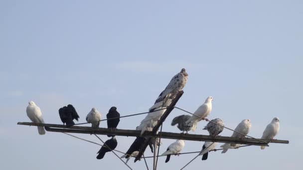 一群美丽的五彩斑斓的鸽子映衬着美丽的蓝天 — 图库视频影像