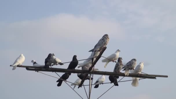 白鸽在蓝天的映衬下飞翔坐在天线上 — 图库视频影像