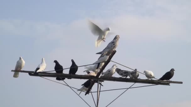 不同颜色的滚鸽飞向蓝天 落在天线上 — 图库视频影像