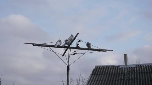 Çatıya Yakın Antendeki Farklı Renklerdeki Güvercinlerin Zamanlaması Güzel Bir Gökyüzünün — Stok video