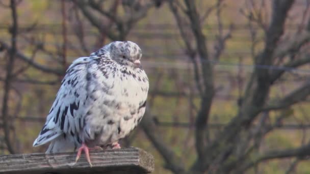 대리석 비둘기가 나무로 가로대 광경을 가까이 — 비디오