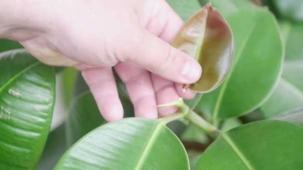 Main Cueille Une Mauvaise Feuille Sèche Une Maison Fleur Philodendron — Video