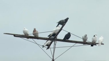 Güvercin özel bir antenden havalanır, farklı renklerde tekerlekli güvercinlerin yanında, yavaş çekimde..