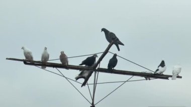 Güvercinlerle dolu bir antene bir güvercin uçar.