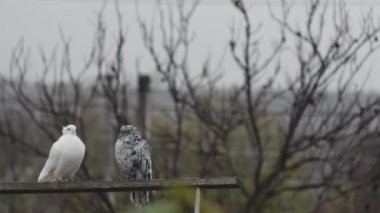 Beyaz bir güvercin ve bir mermer güvercin ahşap bir kavşakta, sonbahar dallarının arka planında