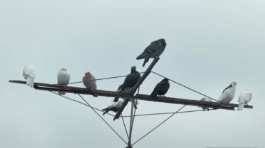  Farklı renkte patenli güvercinler gökyüzüne karşı özel bir antenin üzerinde dinleniyorlar..