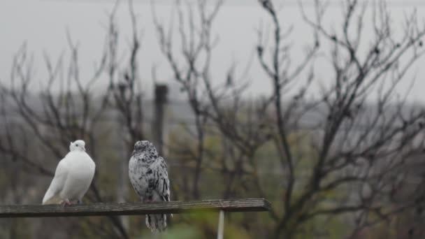 Beyaz Bir Güvercin Bir Mermer Güvercin Ahşap Bir Kavşakta Sonbahar — Stok video