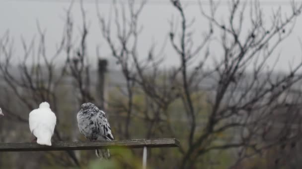 葉のない枝の背景に白い鳩と大理石の鳩が木製の十字棒に乗っていました — ストック動画