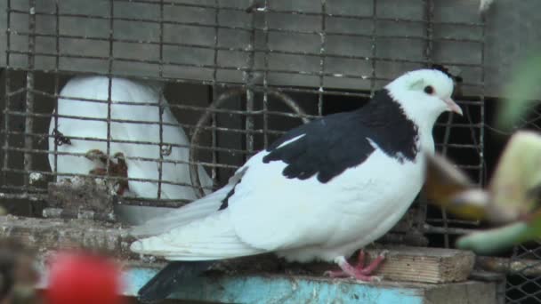 Beau Pigeon Entrée Pigeonnier Vue Latérale — Video