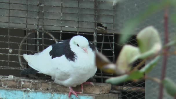 입구에 아름다운 비둘기 앞쪽에서 바라본 — 비디오