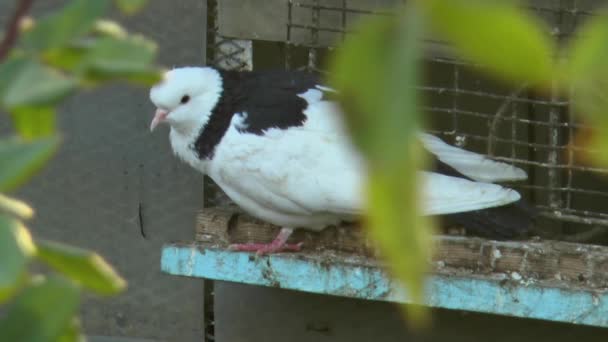 Pigeon Grattant Derrière Oreille Entrée Pigeonnier — Video