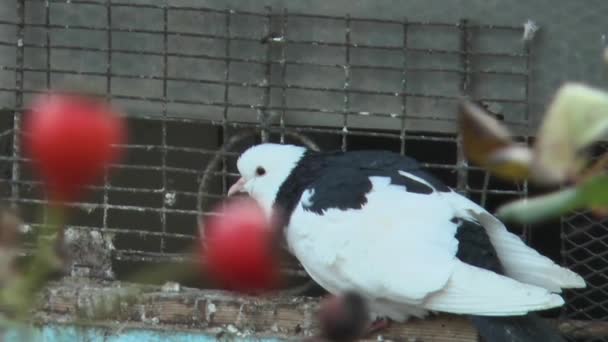Pigeon Entrée Pigeonnier Vue Latérale — Video