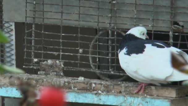 Beau Tourbillon Pigeon Entrée Pigeonnier Vue Face — Video