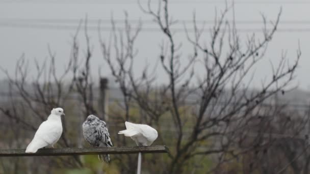 Beyaz Güvercin Bir Mermer Güvercin Ağaçların Arka Planında Tahta Bir — Stok video