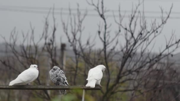 Dwa Białe Gołębie Jeden Marmurowy Gołąb Drewnianej Belce — Wideo stockowe