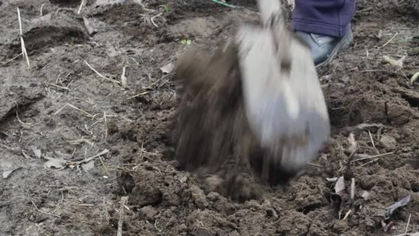 Farmer Digs Black Soil Old Shovel — Stock Video