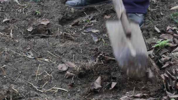 Man Digs Black Soil Old Shovel Garden — Stock Video