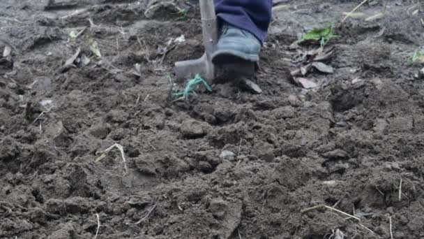 avvicinamento di un' bianca vaso di fiori e donna di mani con bianca guanti  preparazione il suolo per piantare fiori in un' pentola. piantare fiori nel  il giardino casa. giardinaggio a estate