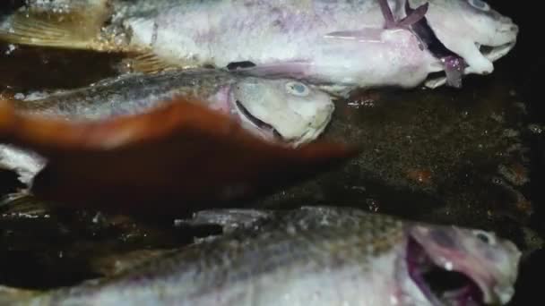 Крупным Планом Рыба Жарится Кастрюле Переворачивая Рыбу Кастрюлю — стоковое видео