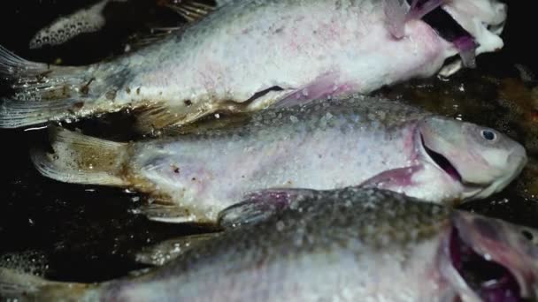 在煎锅里的生鱼片中加入盐 — 图库视频影像