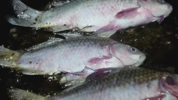 フライパンで揚げる3匹の新鮮な魚が接近中 — ストック動画
