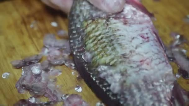 Die Hände Des Kochs Reinigen Den Fisch Von Den Schuppen — Stockvideo